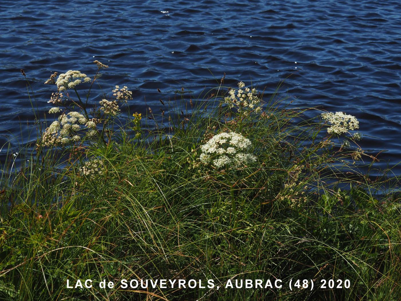 Hemlock, Water plant